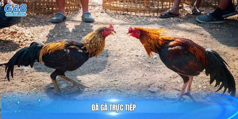 Đá Gà Trực Tiếp